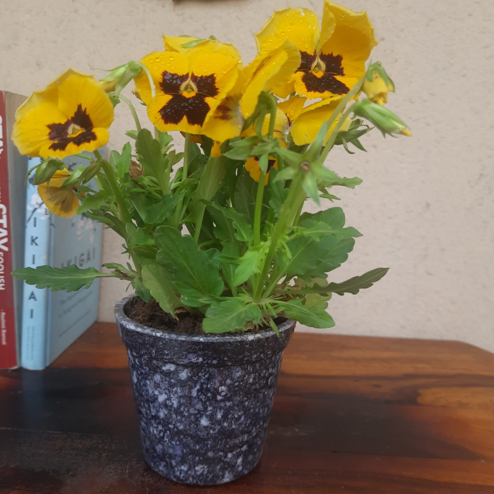 Black unbreakable planter