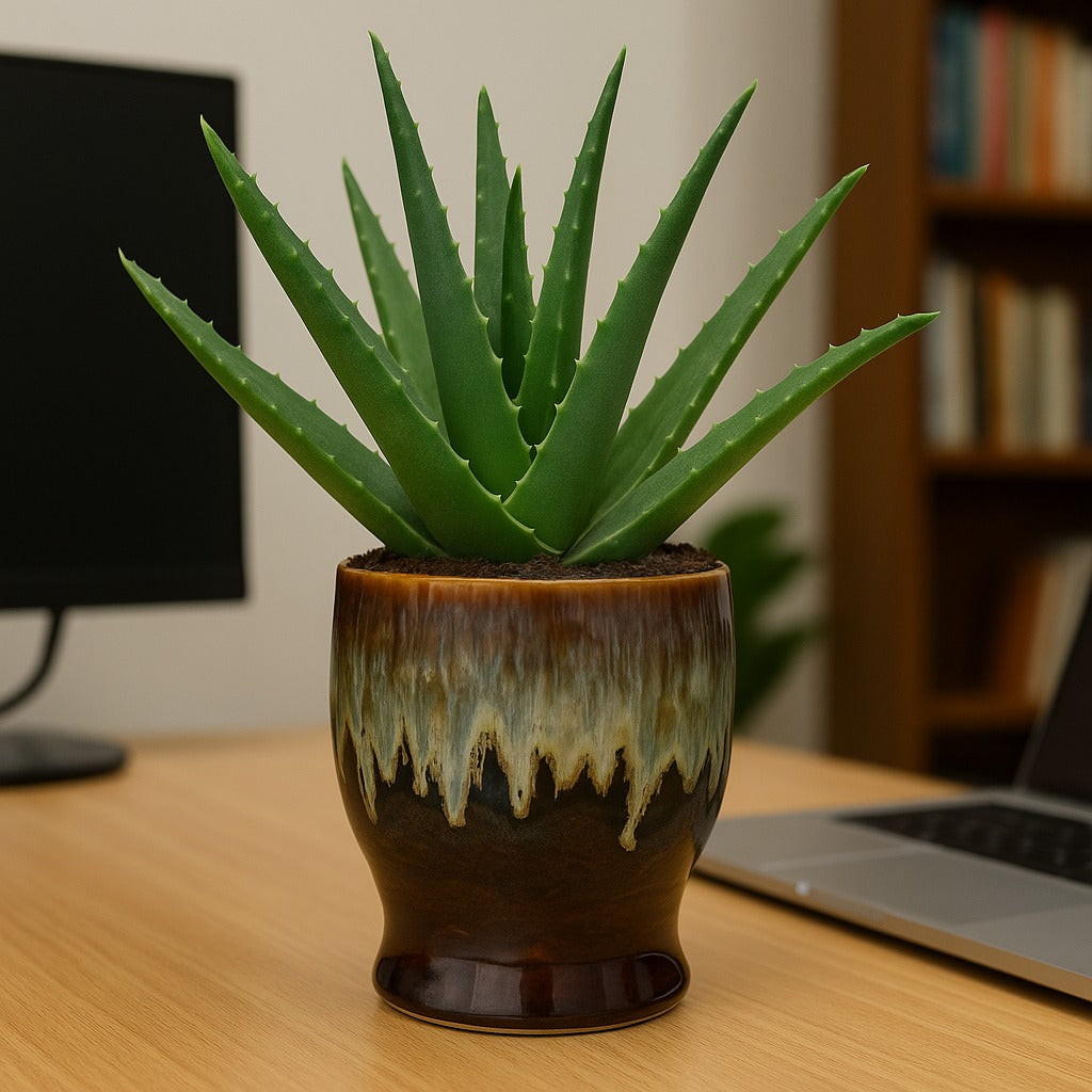 Surahi Planter