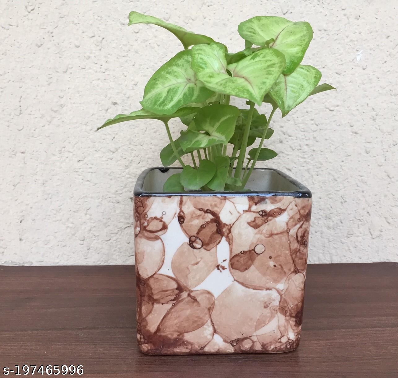 Brown Box
